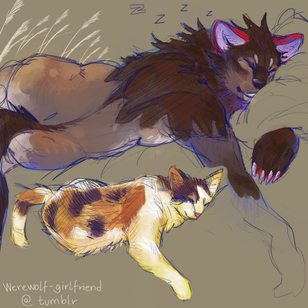 Digital sketch of a brown wolf fursona and a regular fluffy calico cat sleeping in the same pose.